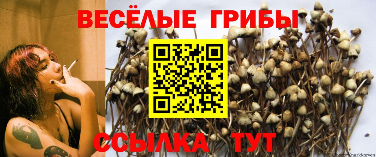 Псилоцибиновые грибы Psilocybine cubensis  Вход с VPN  Усть-Кут 